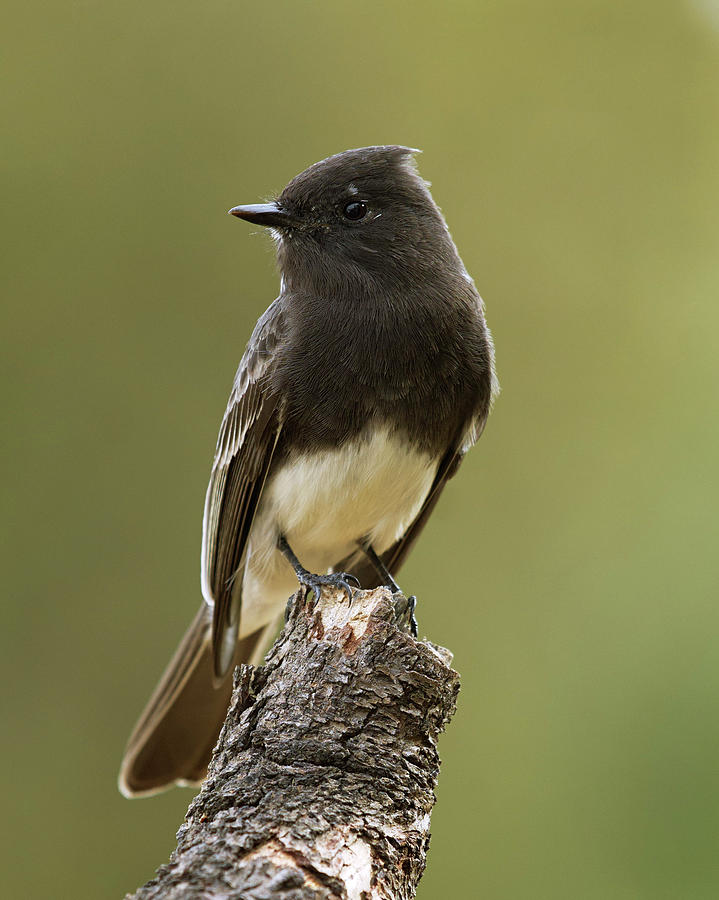 Black Phoebe Photograph by Doug Herr