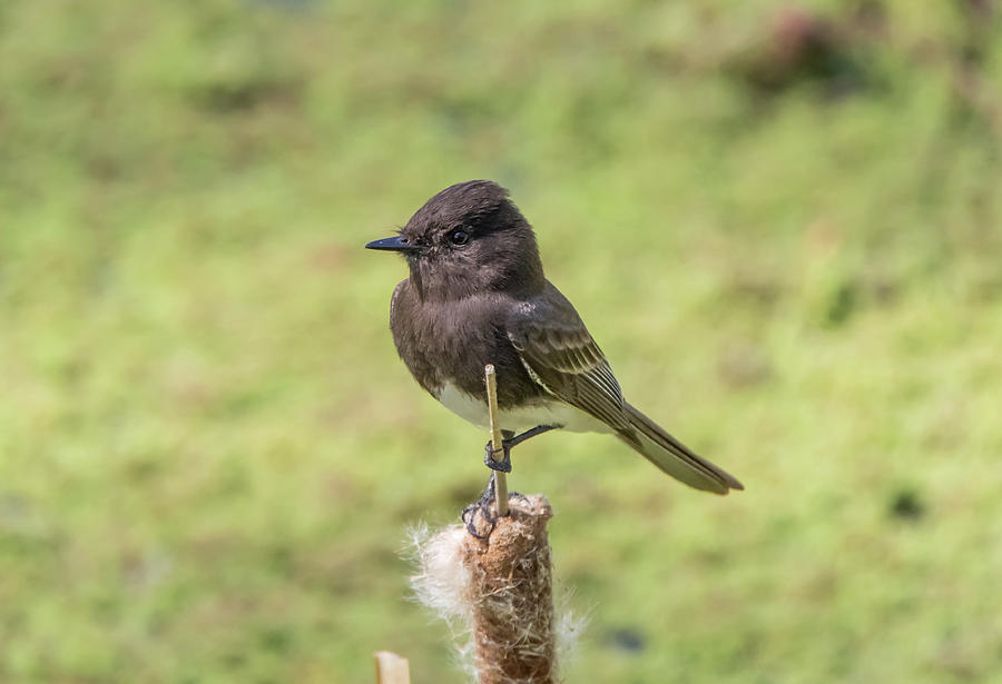 Black Phoebe on a Cattail Photograph by Marc Crumpler