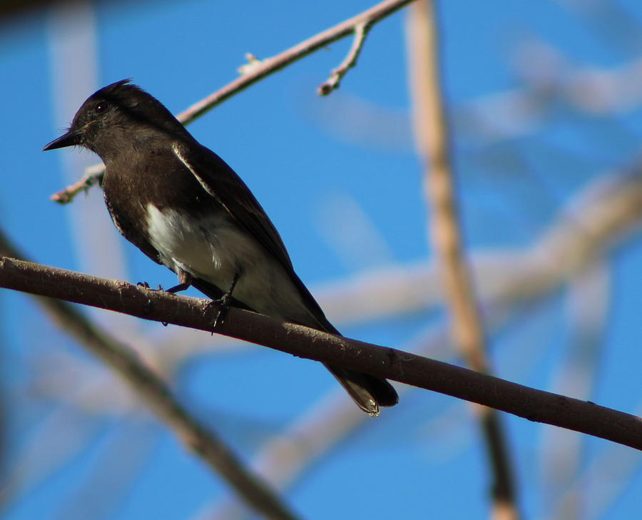 Black Phoebe Perched Photograph by Colleen Cornelius