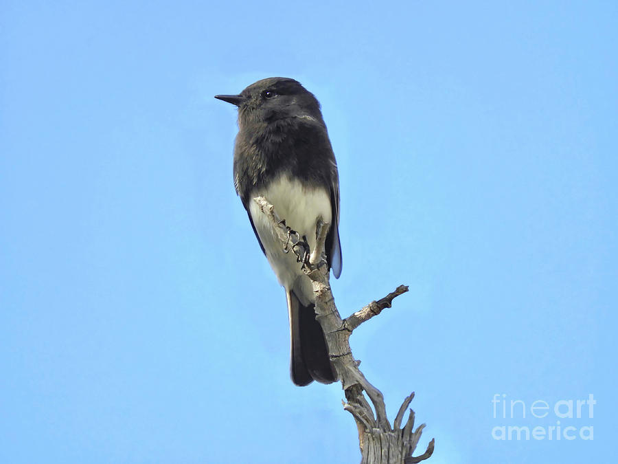 Black Phoebe Perching Photograph by Beth Myer Photography