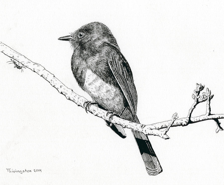 Black Phoebe Drawing by Timothy Livingston