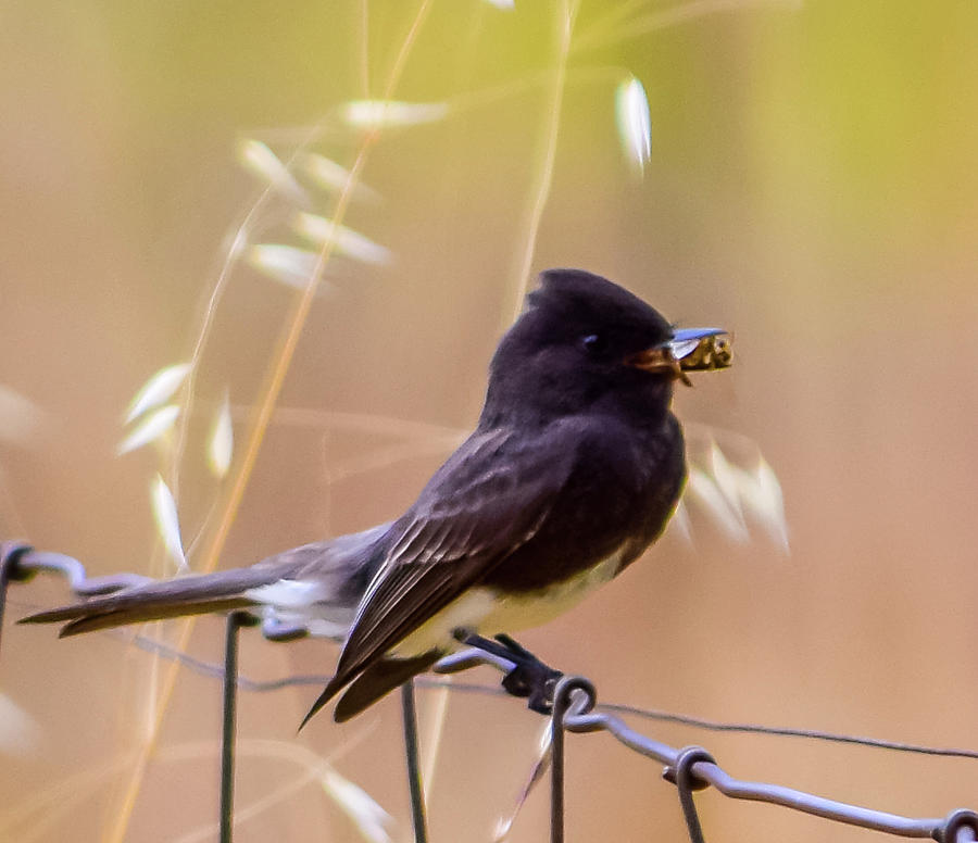Black Phoebe With Meal Photograph