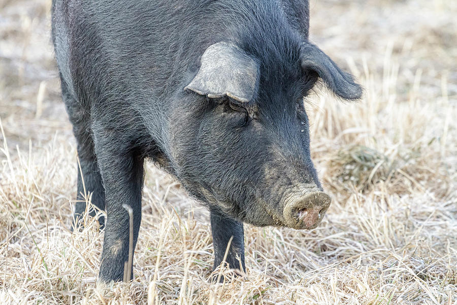 Black Pig Close-Up Photograph by James BO Insogna