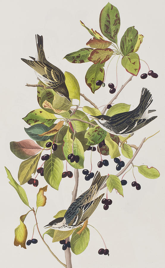 John James Audubon Painting - Black Poll Warbler by John James Audubon