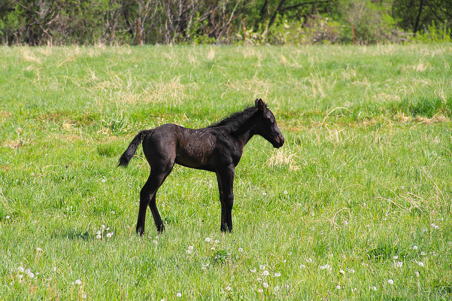 Black Pony Photograph by Juli Ellen