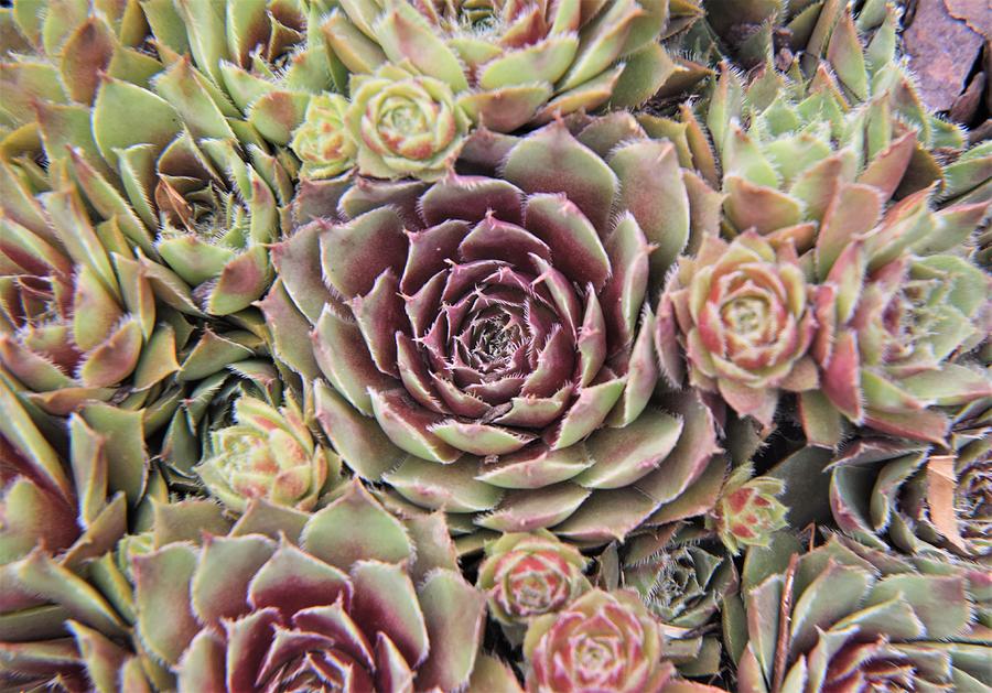 Hens And Chicks Photograph - Hens and Chicks by Mary Ann Artz
