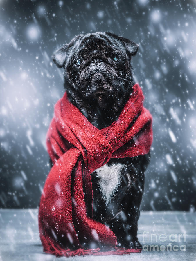 Black pug dog gazing sadly in a winterstorm. Photograph by Michal Bednarek