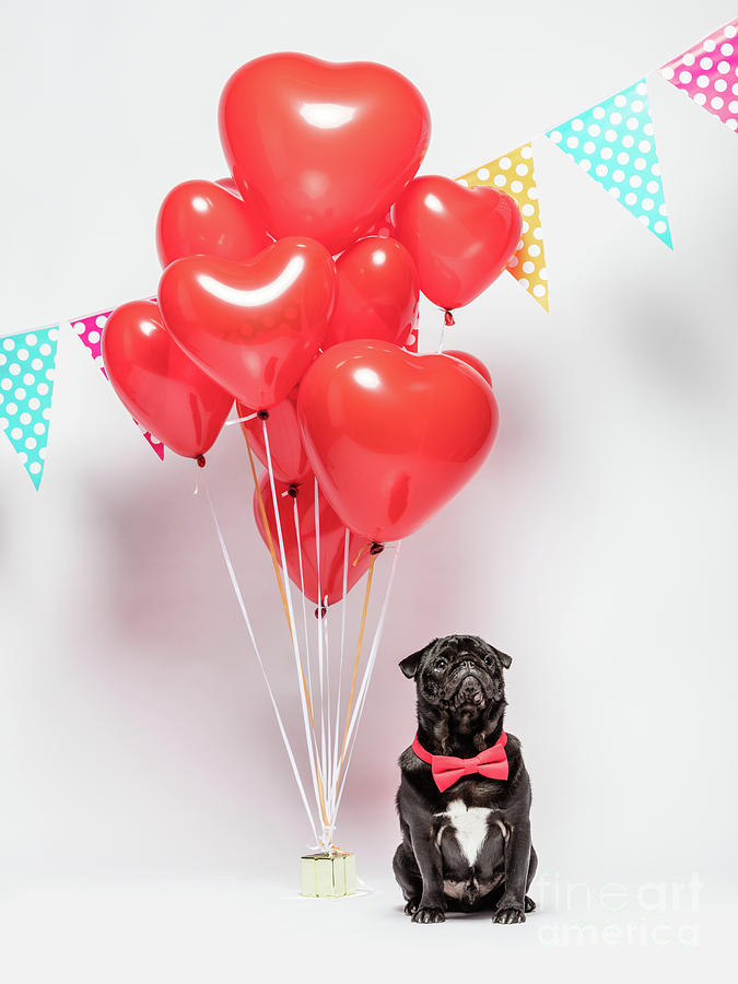 Black pug dog in a red bowtie with valentine decorations. Photograph by Michal Bednarek