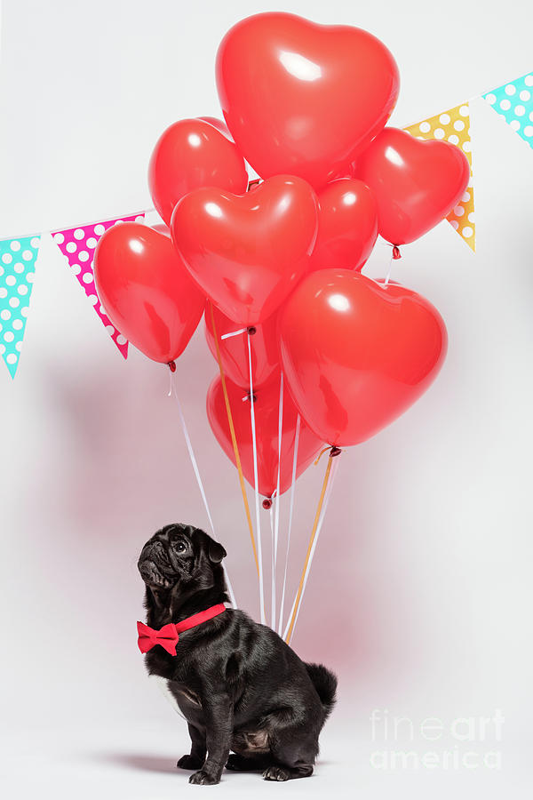 Black pug dog with heart-shaped baloons. Photograph by Michal Bednarek