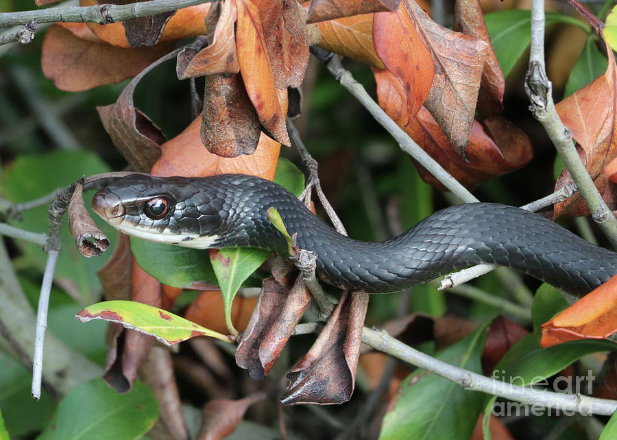 Black Racer Snake Stare Down Photograph by Carol Groenen