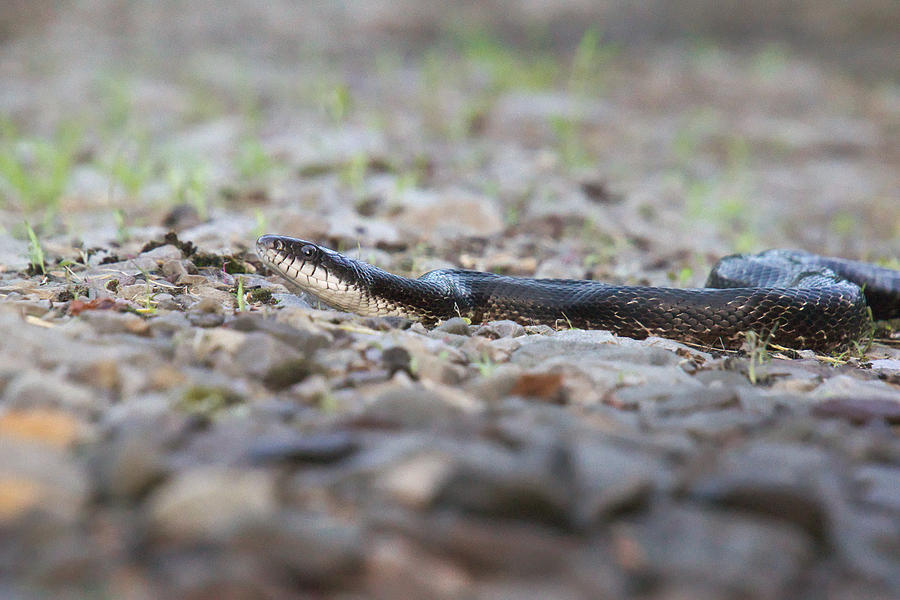Snake Photograph - Black Rat Snake by Allen Gray