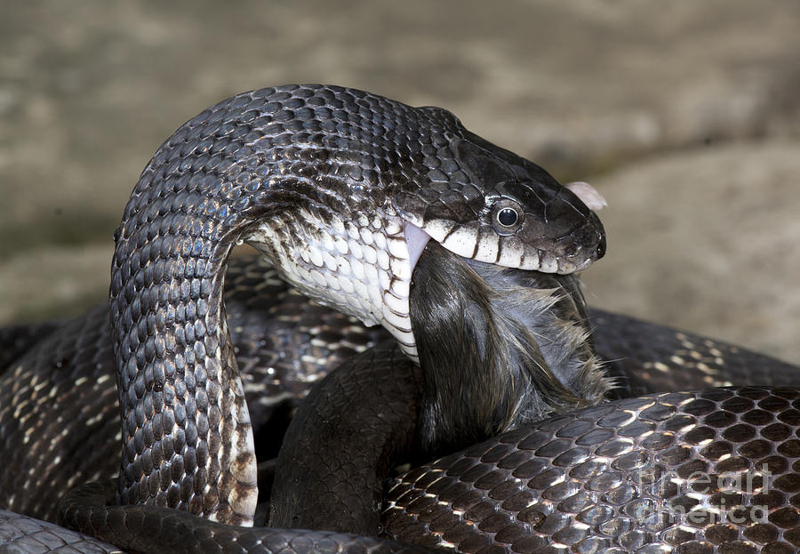 Mouse Photograph - Black Rat Snake Feeding by Scott Camazine