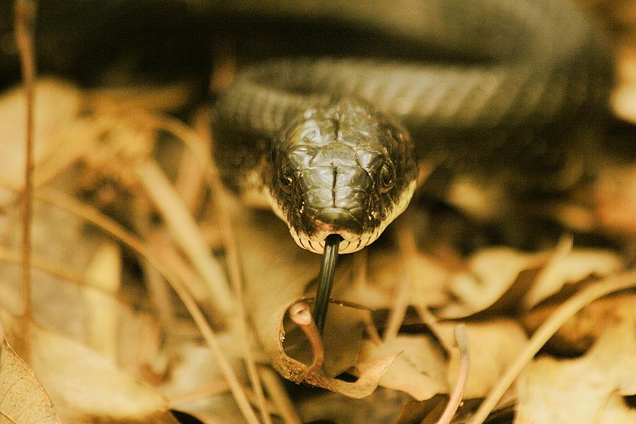 Black Rat Snake Photograph by Madison Simons Fine Art America