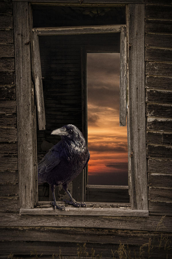 Black Raven on the Windowsill of an Abandoned House Photograph by Randall Nyhof
