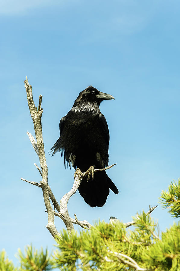 Black Raven posing for a shot Photograph by Daniela Constantinescu