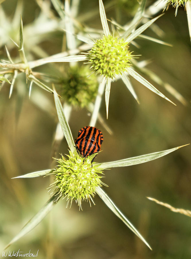 Black Red Shield Bug Photograph by Weston Westmoreland