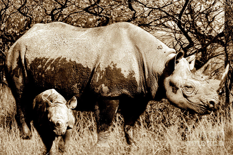 Black Rhino and youngster Photograph by Baggieoldboy