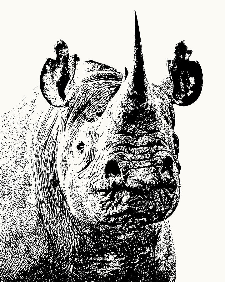 Rhinoceros Photograph - Black Rhino Portrait by Scotch Macaskill Rhinoceros Photograph - Black Rhino Portrait by Scotch Macaskill