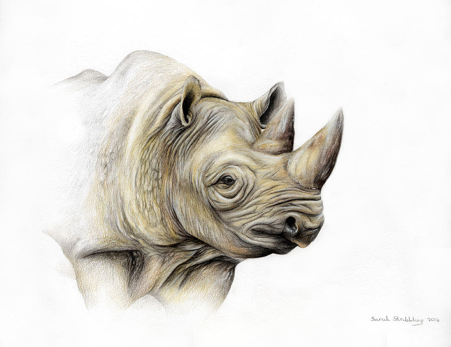 Black Rhino Drawing by Sarah Stribbling Fine Art America