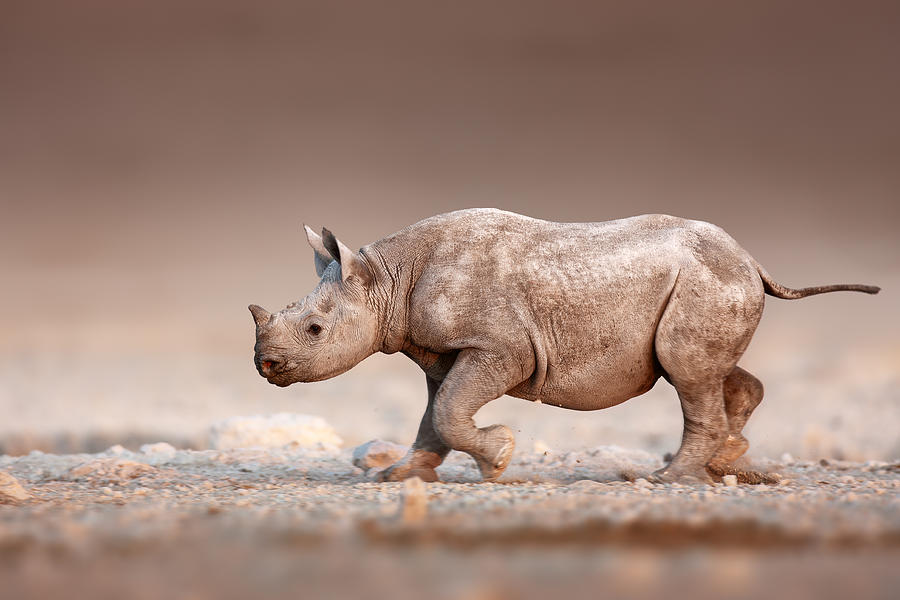 Black Rhinoceros baby running Photograph by Johan Swanepoel
