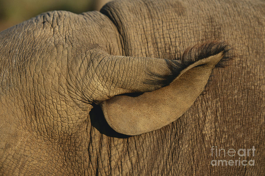 Black Rhinoceros Ear Photograph by Nigel J. Dennis