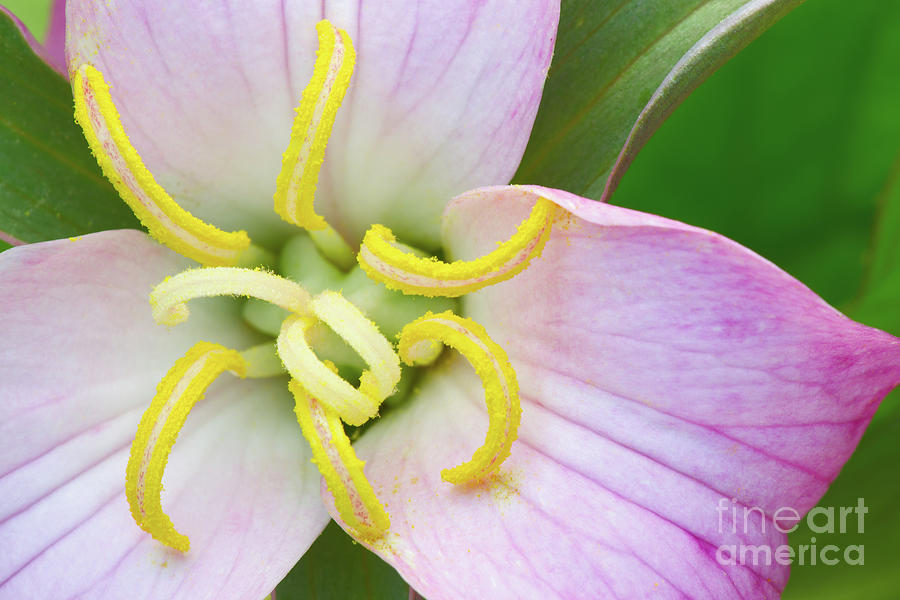 Adventure Photograph - Black Rock Mountain Trillium by Steven Dillon Adventure Photograph - Black Rock Mountain Trillium by Steven Dillon