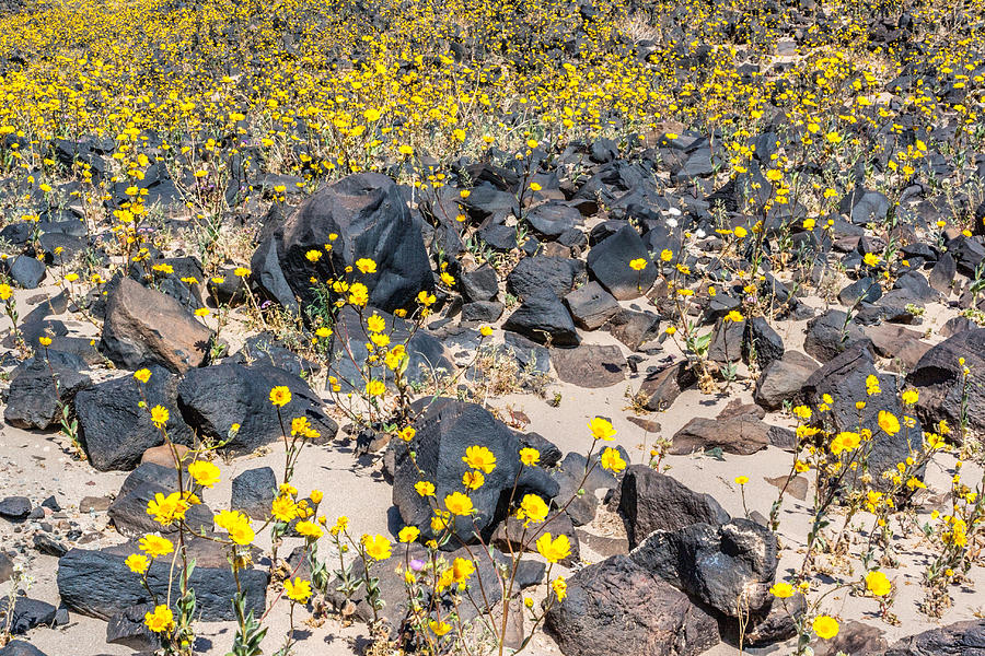 Black Rocks - Yellow Flowers Photograph by Rick Wicker