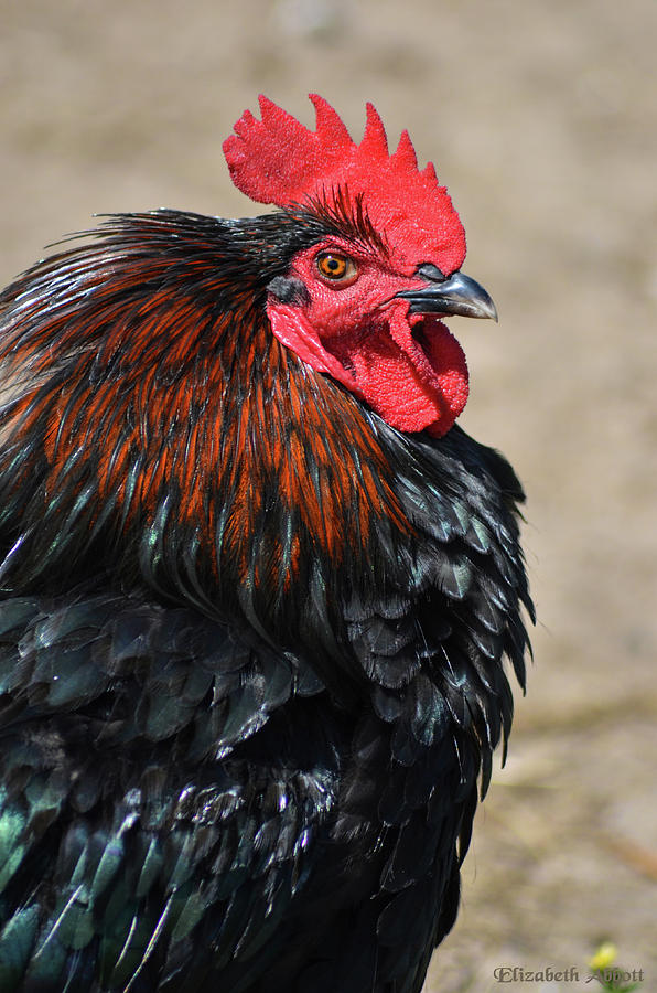 Black Rooster Photograph by Elizabeth Abbott | Fine Art America