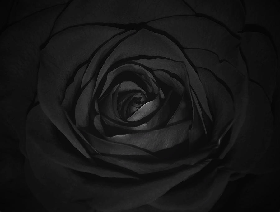 Abstract Photograph - Black rose by Damijana Cermelj