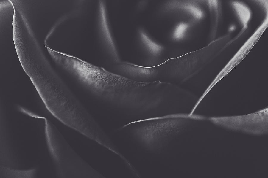 Black And White Photograph - Black Rose by Debi Bishop