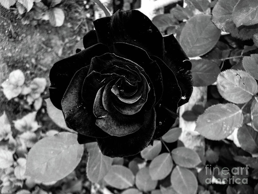 Black Rose Photograph by Gerald Kloss
