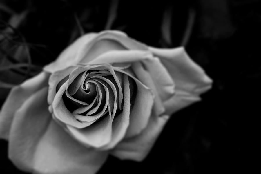 Rose Photograph - Black Rose by Kimber Lee