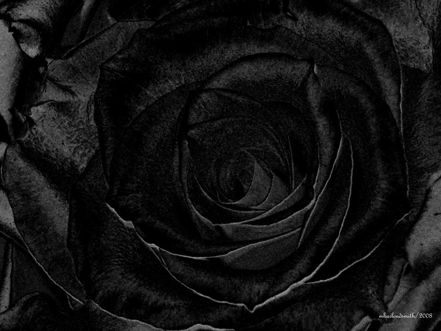 Nature Photograph - Black Rose  by Michelle  BarlondSmith