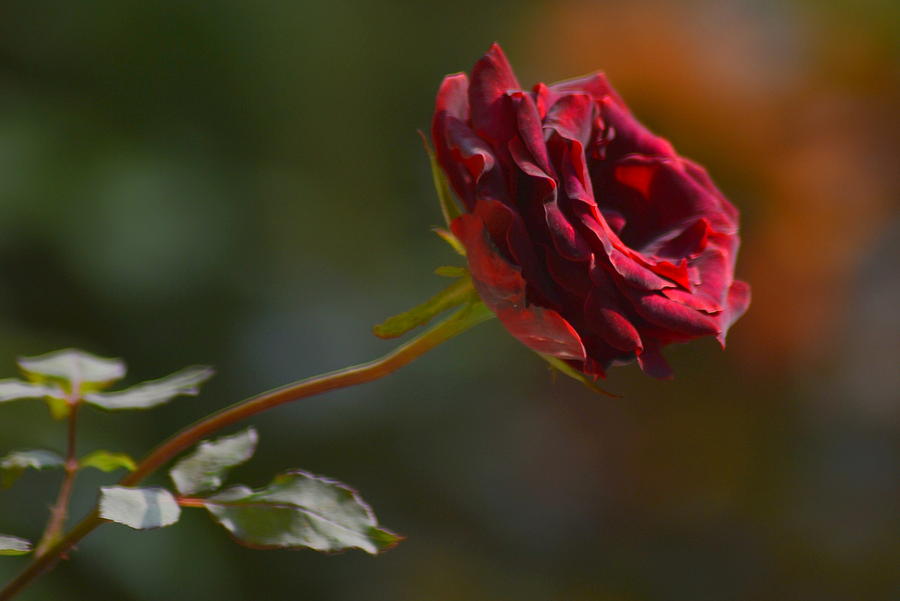 Black Rose Photograph by Salman Ravish