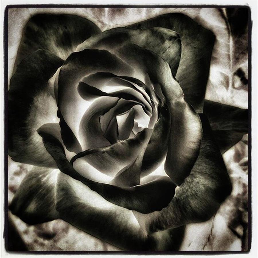 Tbt Photograph - Black Rose. Symbol Of Farewells by Mr Photojimsf