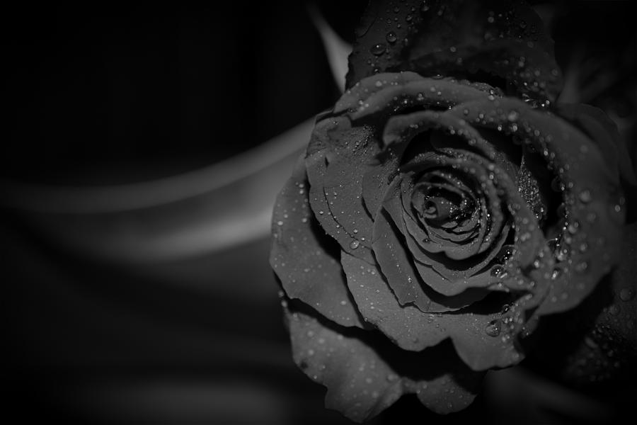 Black Rose With Blade Photograph