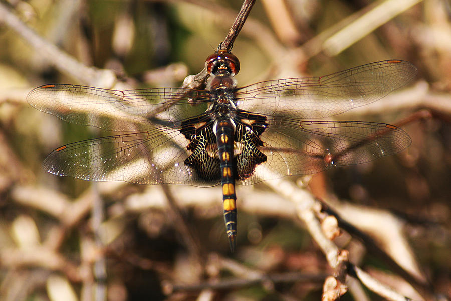 Black Saddlebags Dragonfly Photograph by William Selander