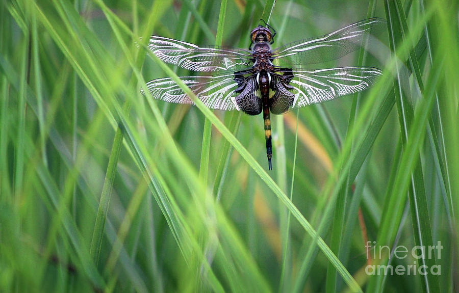 Black Saddlebags Skimmer Dragonfly Photograph by Karen Adams