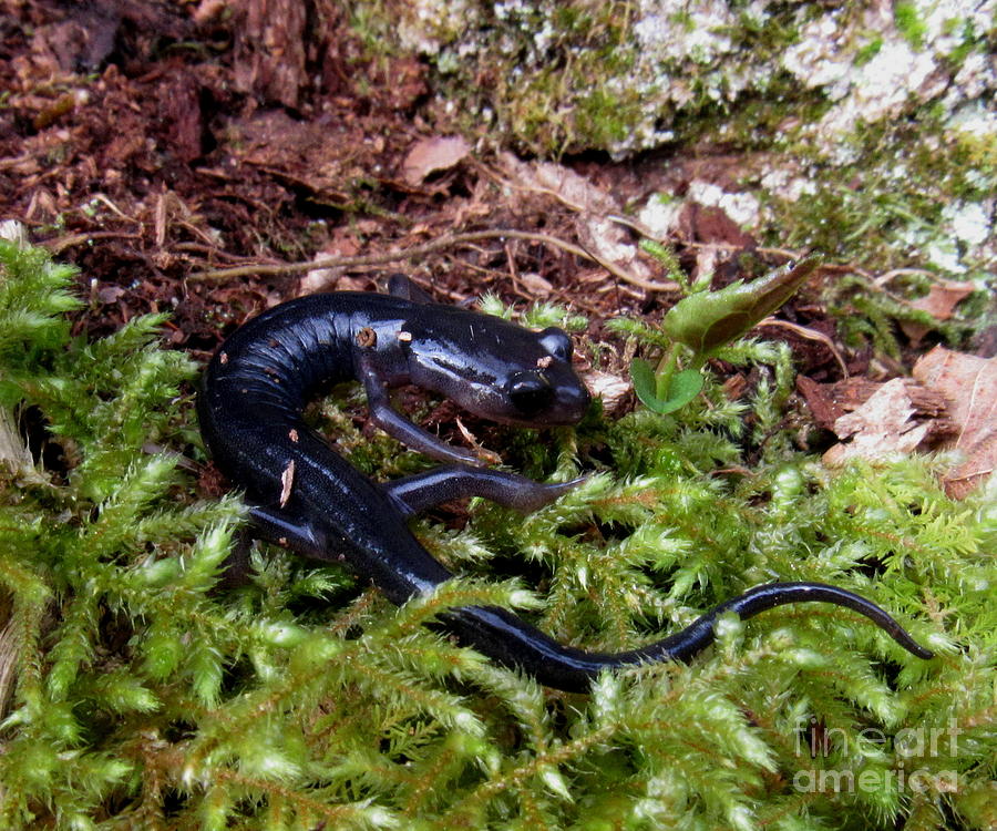 Black Salamander Photograph by Joshua Bales