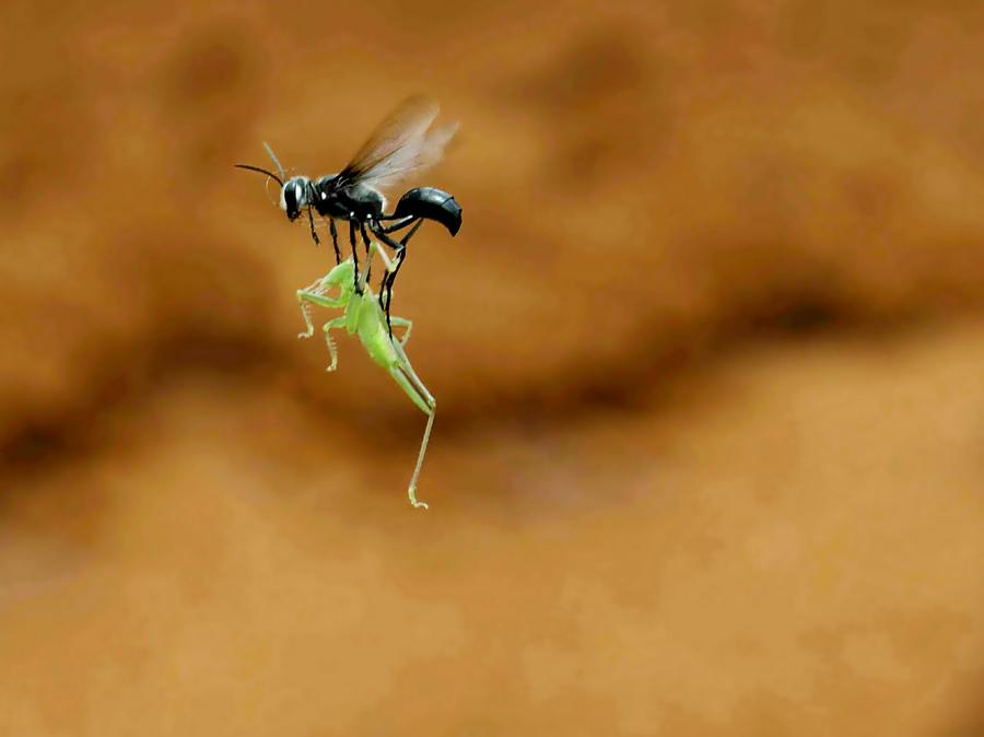 Nature Photograph - Black Sand Wasp and The Grasshopper by Djoko Widodo