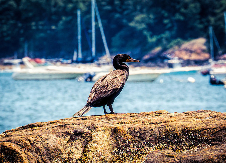 Black sea bird 2 Photograph by Lilia S