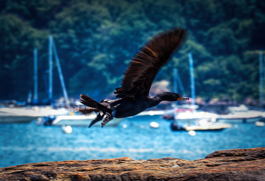 Black sea bird 3 Photograph by Lilia S