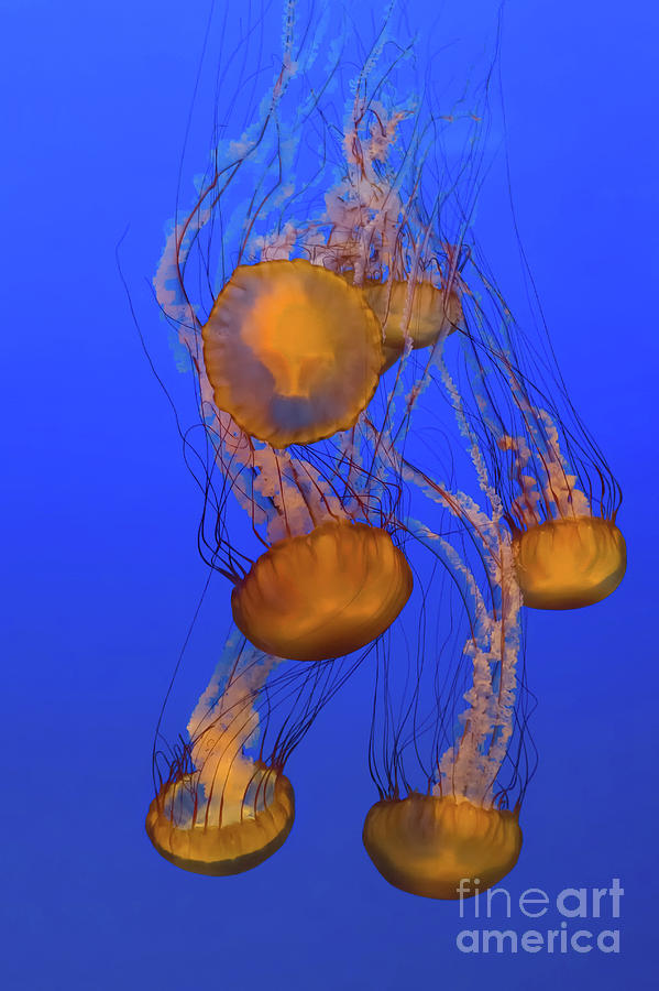 Nature Photograph - Black Sea Nettle Jellyfish by Henk Meijer Photography