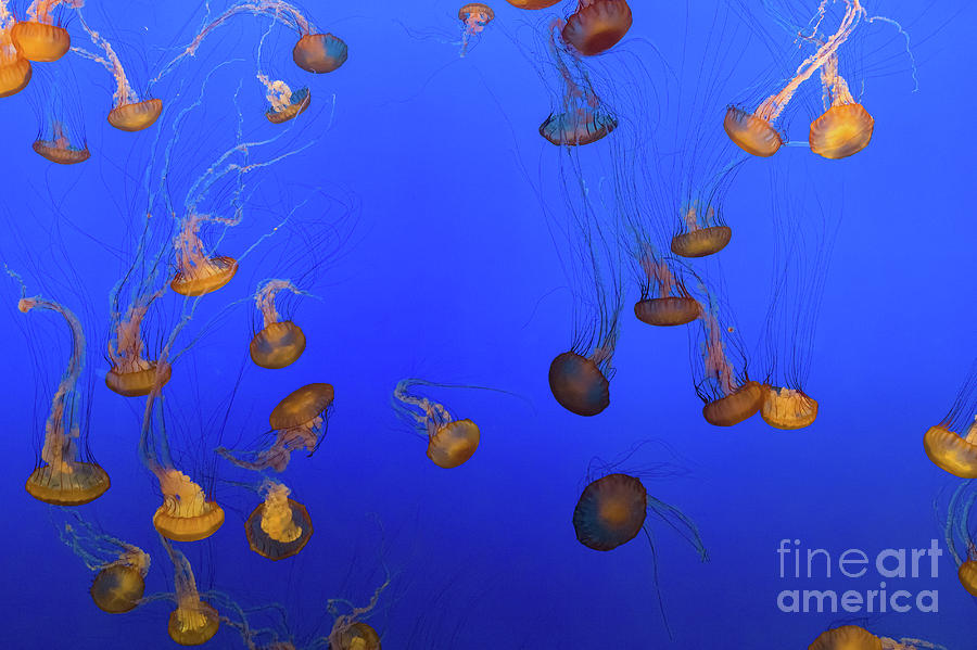 Black Sea Nettle Jellyfish - Monterey Photograph by Henk Meijer Photography