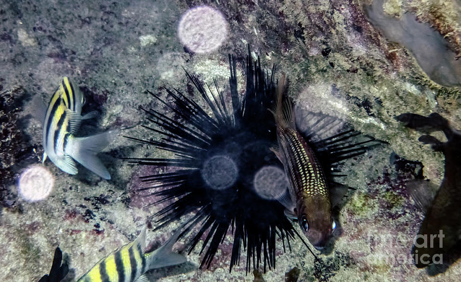 Black Sea Urchin seen Snorkeling in Ocho Rios, Jamaica Photograph by David Oppenheimer