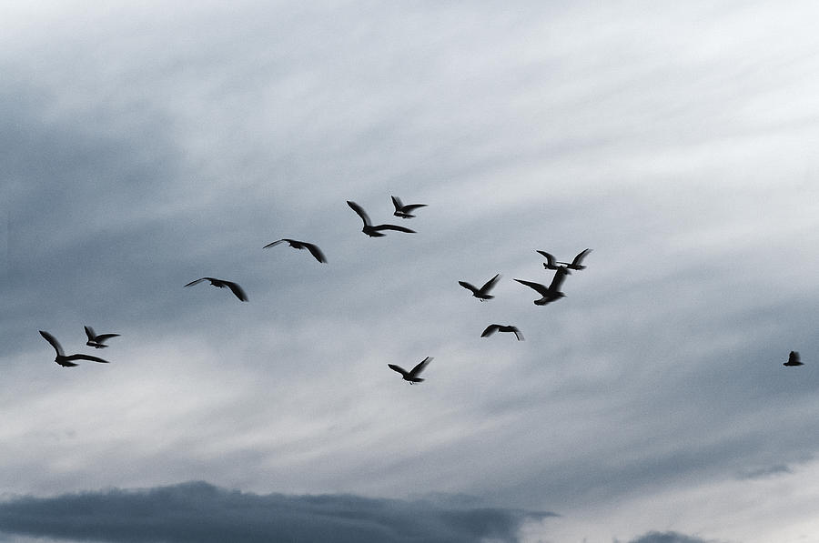 Black Seagulls Photograph by Marcus Karlsson Sall