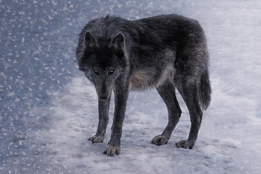 Animal Photograph - Black She-Wolf by Joachim G Pinkawa