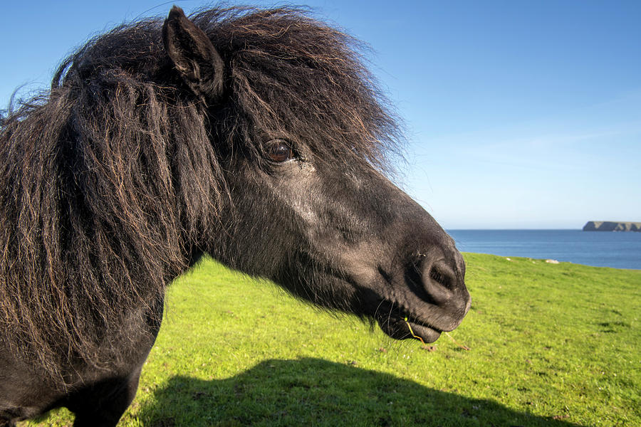 Black Shetland Pony Photograph by Arterra Picture Library