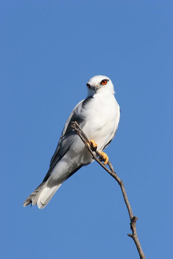 Black-shouldered kite  Photograph by Tony Brown