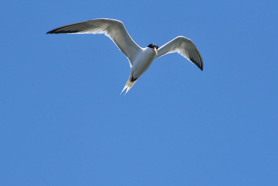 Common Tern At Bolsa Chica Wetlands Photograph by Linda Brody
